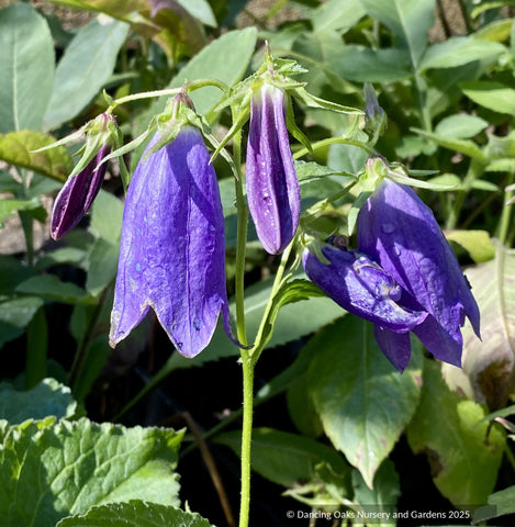 Perennials ~ Campanula 'Sarastro', bellflower ~ Dancing Oaks Nursery and Gardens ~ Retail Nursery ~ Mail Order Nursery