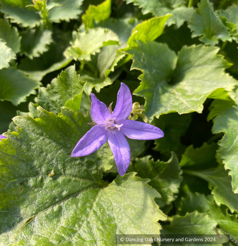 Perennials ~ Campanula poscharskyana, Serbian Bellflower ~ Dancing Oaks Nursery and Gardens ~ Retail Nursery ~ Mail Order Nursery