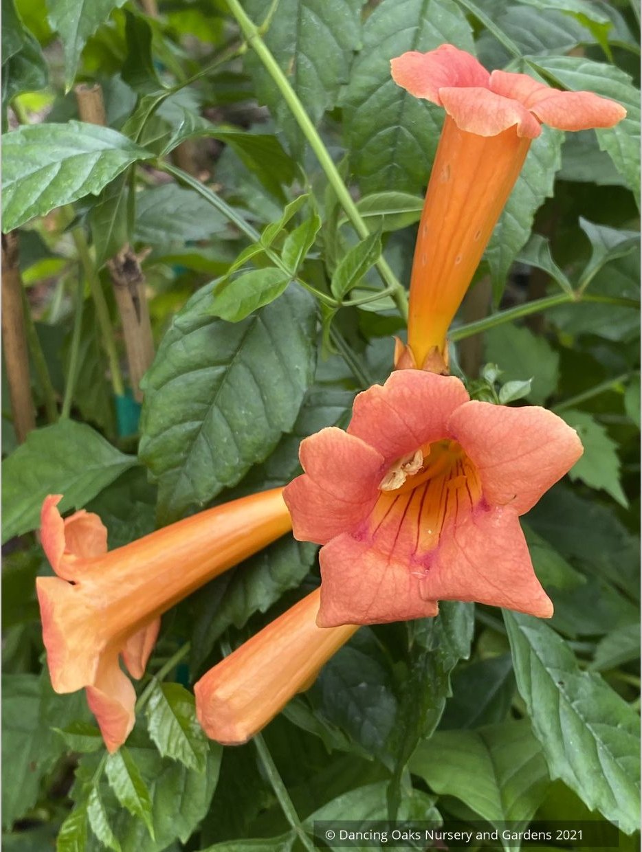 Campsis x tagliabuana 'Guilfoylei', Trumpet Vine