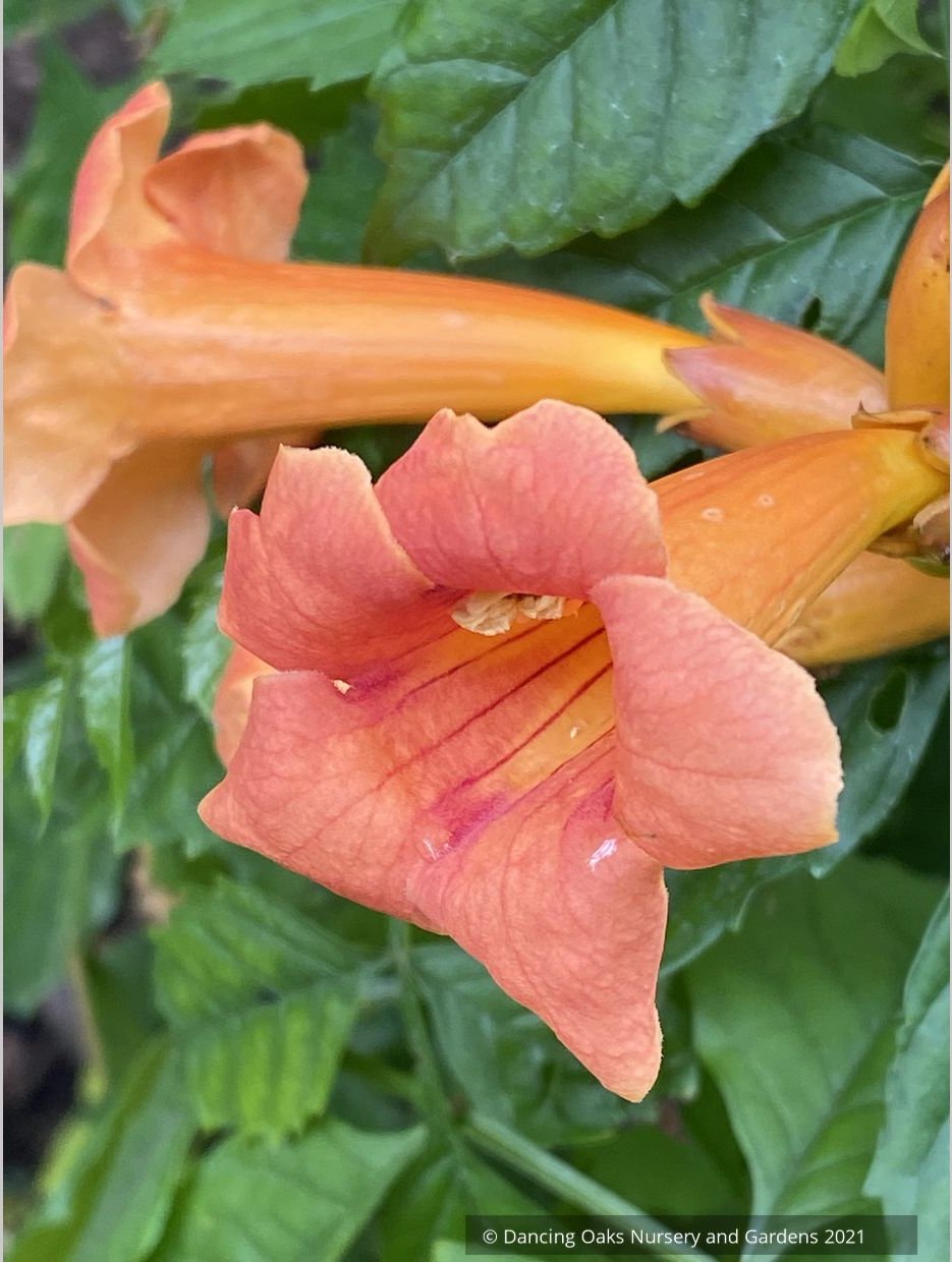 Campsis x tagliabuana 'Guilfoylei', Trumpet Vine