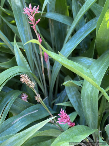 Grasses ~ Carex scaposa, Chinese pink fairy sedge - Dancing Oaks Nursery and Gardens ~ Dancing Oaks Nursery and Gardens ~ Retail Nursery ~ Mail Order Nursery
