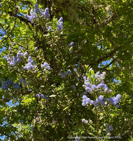 Ceanothus thyrsiflorus 'Umpqua Sky', California Lilac