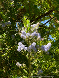 Ceanothus thyrsiflorus 'Umpqua Sky', California Lilac