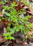 Ground Covers ~ Ceanothus hearstiorum 'King Sip', California Lilac ~ Dancing Oaks Nursery and Gardens ~ Retail Nursery ~ Mail Order Nursery