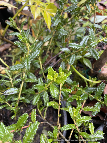 Ground Covers ~ Ceanothus hearstiorum 'King Sip', California Lilac ~ Dancing Oaks Nursery and Gardens ~ Retail Nursery ~ Mail Order Nursery