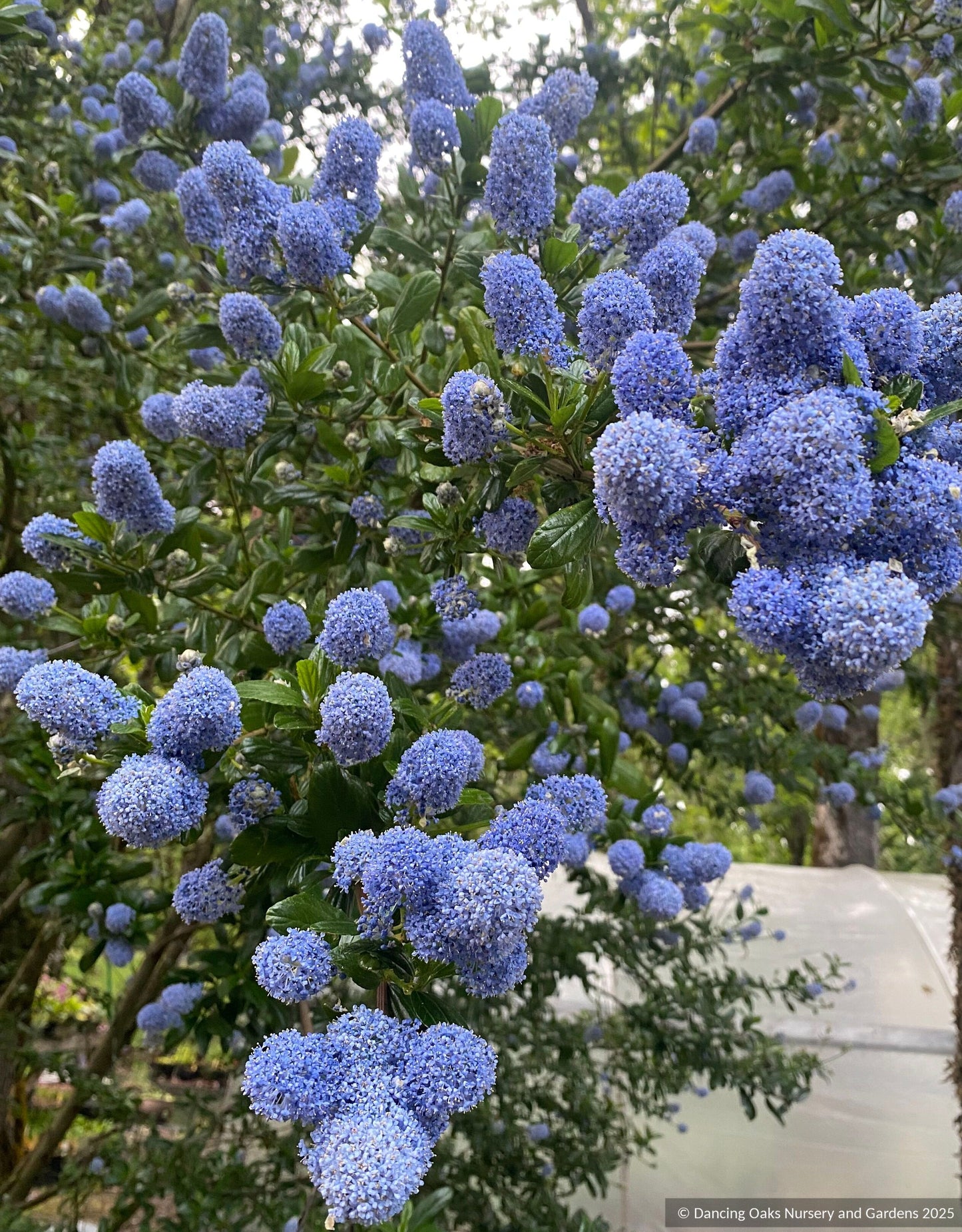 Shrubs ~ Ceanothus thyrsiflorus 'Umpqua Sky', California Lilac ~ Dancing Oaks Nursery and Gardens ~ Retail Nursery ~ Mail Order Nursery