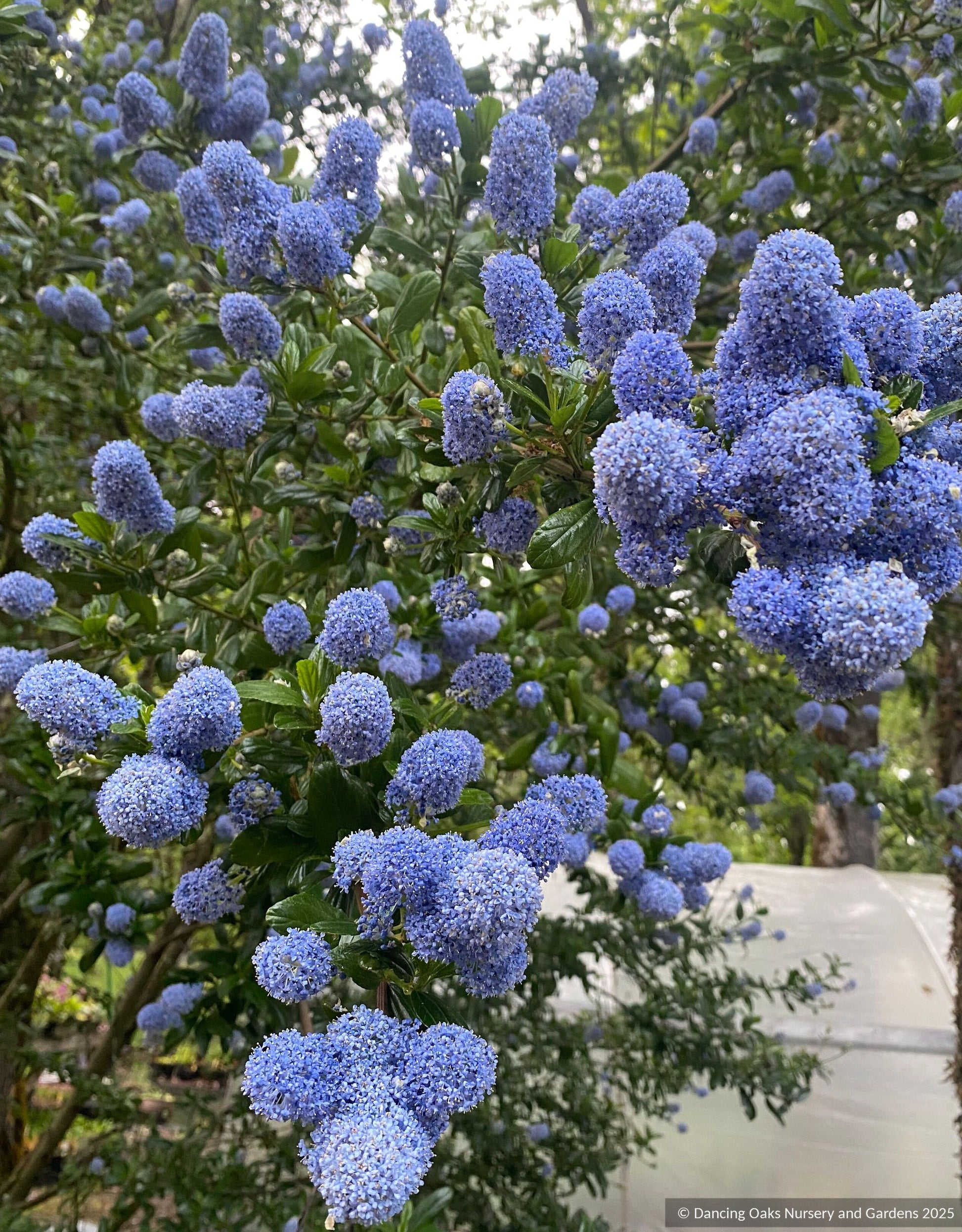Shrubs ~ Ceanothus thyrsiflorus 'Umpqua Sky', California Lilac ~ Dancing Oaks Nursery and Gardens ~ Retail Nursery ~ Mail Order Nursery