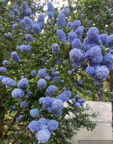 Shrubs ~ Ceanothus thyrsiflorus 'Umpqua Sky', California Lilac ~ Dancing Oaks Nursery and Gardens ~ Retail Nursery ~ Mail Order Nursery