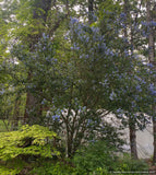 Shrubs ~ Ceanothus thyrsiflorus 'Umpqua Sky', California Lilac ~ Dancing Oaks Nursery and Gardens ~ Retail Nursery ~ Mail Order Nursery