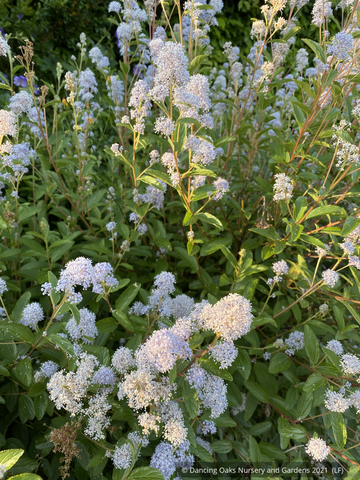 Shrubs ~ Ceanothus × delileanus 'Gloire de Versailles', California Lilac ~ Dancing Oaks Nursery and Gardens ~ Retail Nursery ~ Mail Order Nursery