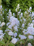 Shrubs ~ Ceanothus × delileanus 'Gloire de Versailles', California Lilac ~ Dancing Oaks Nursery and Gardens ~ Retail Nursery ~ Mail Order Nursery