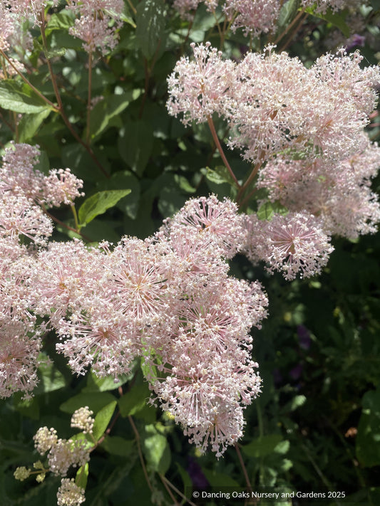 Shrubs ~ Ceanothus x pallidus 'Marie Simon' ~ Dancing Oaks Nursery and Gardens ~ Retail Nursery ~ Mail Order Nursery