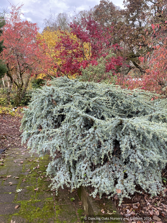 Shrubs ~ Cedrus atlantica 'Sapphire Nymph', Sapphire Nymph Dwarf Atlas Cedar ~ Dancing Oaks Nursery and Gardens ~ Retail Nursery ~ Mail Order Nursery