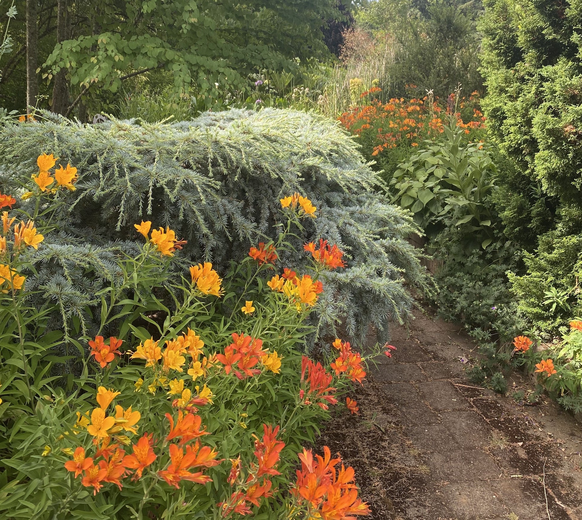 Shrubs ~ Cedrus atlantica 'Sapphire Nymph', Sapphire Nymph Dwarf Atlas Cedar ~ Dancing Oaks Nursery and Gardens ~ Retail Nursery ~ Mail Order Nursery