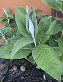 Shrubs ~ Centaurothamnus maximus, Arabian shrub cornflower ~ Dancing Oaks Nursery and Gardens ~ Retail Nursery ~ Mail Order Nursery