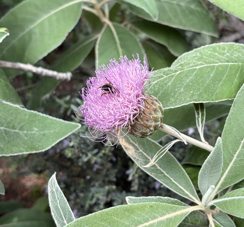 Shrubs ~ Centaurothamnus maximus, Arabian shrub cornflower ~ Dancing Oaks Nursery and Gardens ~ Retail Nursery ~ Mail Order Nursery