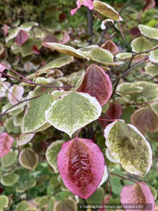 Trees ~ Cercis canadensis Carolina Sweetheart™ NCCC1, Eastern Redbud ~ Dancing Oaks Nursery and Gardens ~ Retail Nursery ~ Mail Order Nursery