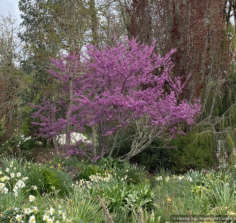 Trees ~ Cercis occidentalis, Western Redbud ~ Dancing Oaks Nursery and Gardens ~ Retail Nursery ~ Mail Order Nursery