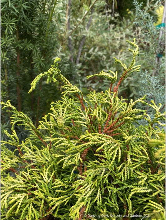 Chamaecyparis obtusa 'Gitte', Gitte Hinoki Cypress