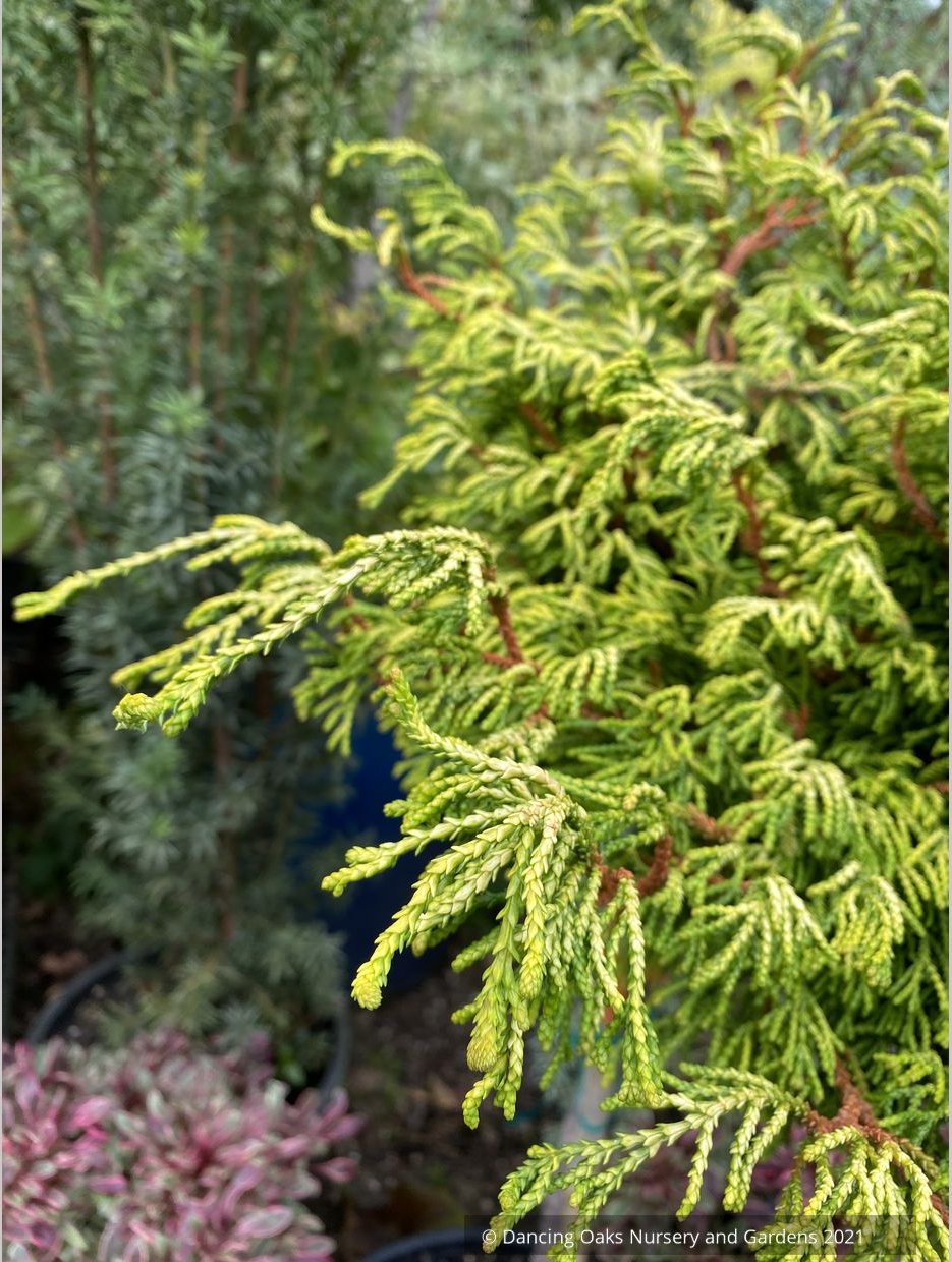 Chamaecyparis obtusa 'Gitte', Gitte Hinoki Cypress