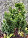 Trees ~ Chamaecyparis obtusa 'Aurora', Dwarf  Hinoki False Cypress ~ Dancing Oaks Nursery and Gardens ~ Retail Nursery ~ Mail Order Nursery