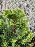 Shrubs ~ Chamaecyparis obtusa 'Aurora', Dwarf  Hinoki False Cypress ~ Dancing Oaks Nursery and Gardens ~ Retail Nursery ~ Mail Order Nursery