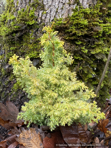 Trees ~ Chamaecyparis obtusa 'Gold Fern', Dwarf Golden Fernspray Hinoki Cypress ~ Dancing Oaks Nursery and Gardens ~ Retail Nursery ~ Mail Order Nursery