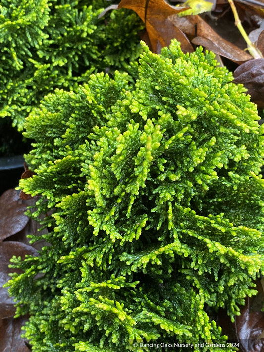 Trees ~ Chamaecyparis obtusa 'Golden Hage', Dwarf Hinoki False Cypress ~ Dancing Oaks Nursery and Gardens ~ Retail Nursery ~ Mail Order Nursery