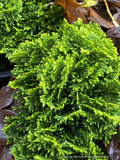 Trees ~ Chamaecyparis obtusa 'Golden Hage', Dwarf Hinoki False Cypress ~ Dancing Oaks Nursery and Gardens ~ Retail Nursery ~ Mail Order Nursery