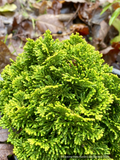 Shrubs ~ Chamaecyparis obtusa 'Golden Hage', Dwarf Hinoki False Cypress ~ Dancing Oaks Nursery and Gardens ~ Retail Nursery ~ Mail Order Nursery