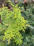 Trees ~ Chamaecyparis obtusa 'Melody', Hinoki False Cypress ~ Dancing Oaks Nursery and Gardens ~ Retail Nursery ~ Mail Order Nursery