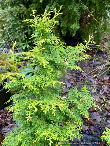 Trees ~ Chamaecyparis obtusa 'Melody', Hinoki False Cypress ~ Dancing Oaks Nursery and Gardens ~ Retail Nursery ~ Mail Order Nursery