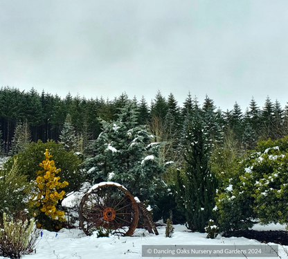 Shrubs ~ Chamaecyparis lawsoniana 'Wissel's Saguaro', Wissel's Saguaro Cypress ~ Dancing Oaks Nursery and Gardens ~ Retail Nursery ~ Mail Order Nursery
