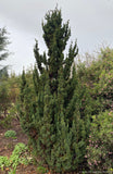 Chamaecyparis lawsoniana 'Wissel's Saguaro', Wissel's Saguaro Cypress
