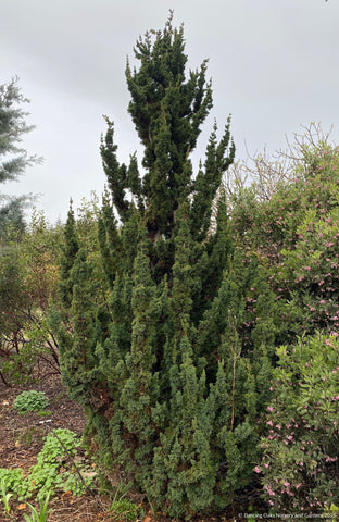 Chamaecyparis lawsoniana 'Wissel's Saguaro', Wissel's Saguaro Cypress