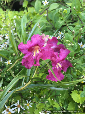 Shrubs ~ Chilopsis linearis ‘Lucretia Hamilton’, desert willow ~ Dancing Oaks Nursery and Gardens ~ Retail Nursery ~ Mail Order Nursery