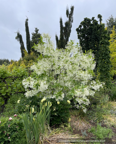 Trees ~ Chionanthus virginicus, Fringe Tree ~ Dancing Oaks Nursery and Gardens ~ Retail Nursery ~ Mail Order Nursery