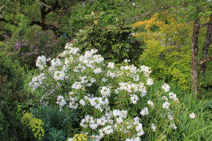 Shrubs ~ Choisya 'Aztec Pearl', Mexican Orange ~ Dancing Oaks Nursery and Gardens ~ Retail Nursery ~ Mail Order Nursery
