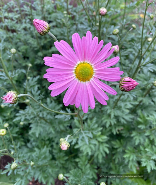 Perennials ~ Chrysanthemum 'Country Girl' ~ Dancing Oaks Nursery and Gardens ~ Retail Nursery ~ Mail Order 