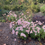 Perennials ~ Chrysanthemum 'Apricot' ~ Dancing Oaks Nursery and Gardens ~ Retail Nursery ~ Mail Order Nursery