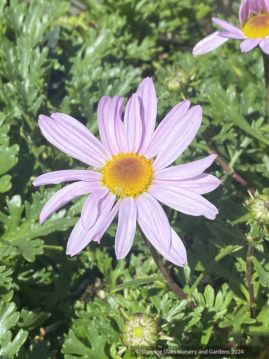 Perennials ~ Chrysanthemum weyrichii, Weyrich’s chrysanthemum ~ Dancing Oaks Nursery and Gardens ~ Retail Nursery ~ Mail Order Nursery