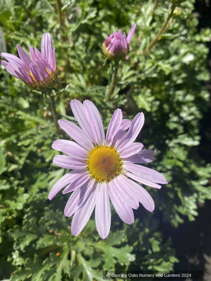 Perennials ~ Chrysanthemum weyrichii, Weyrich’s chrysanthemum ~ Dancing Oaks Nursery and Gardens ~ Retail Nursery ~ Mail Order Nursery
