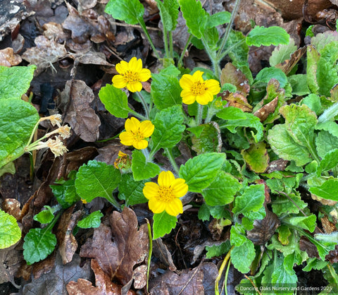Perennials ~ Chrysogonum virginianum 'Pierre', Golden Star or Green and Gold ~ Dancing Oaks Nursery and Gardens ~ Retail Nursery ~ Mail Order Nursery