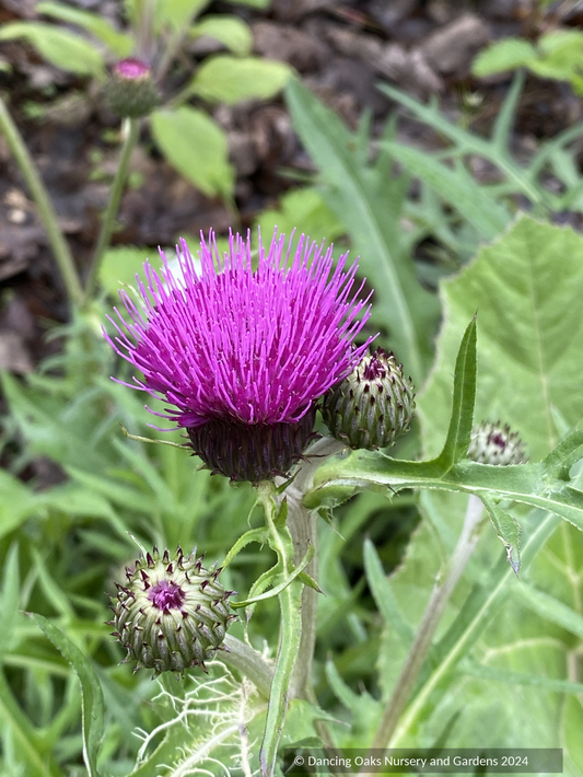 Perennials ~ Cirsium rivulare 'Trevor's Blue Wonder' ~ Dancing Oaks Nursery and Gardens ~ Retail Nursery ~ Mail Order Nursery