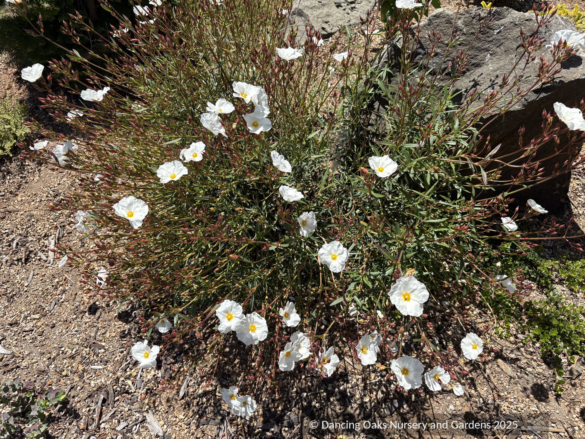 Shrubs ~  Cistus libanotis ssp. major,  Rock Rose ~ Dancing Oaks Nursery and Gardens ~ Retail Nursery ~ Mail Order Nursery