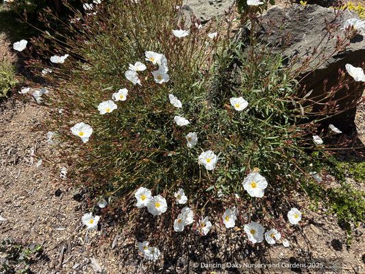 Shrubs ~  Cistus libanotis ssp. major,  Rock Rose ~ Dancing Oaks Nursery and Gardens ~ Retail Nursery ~ Mail Order Nursery