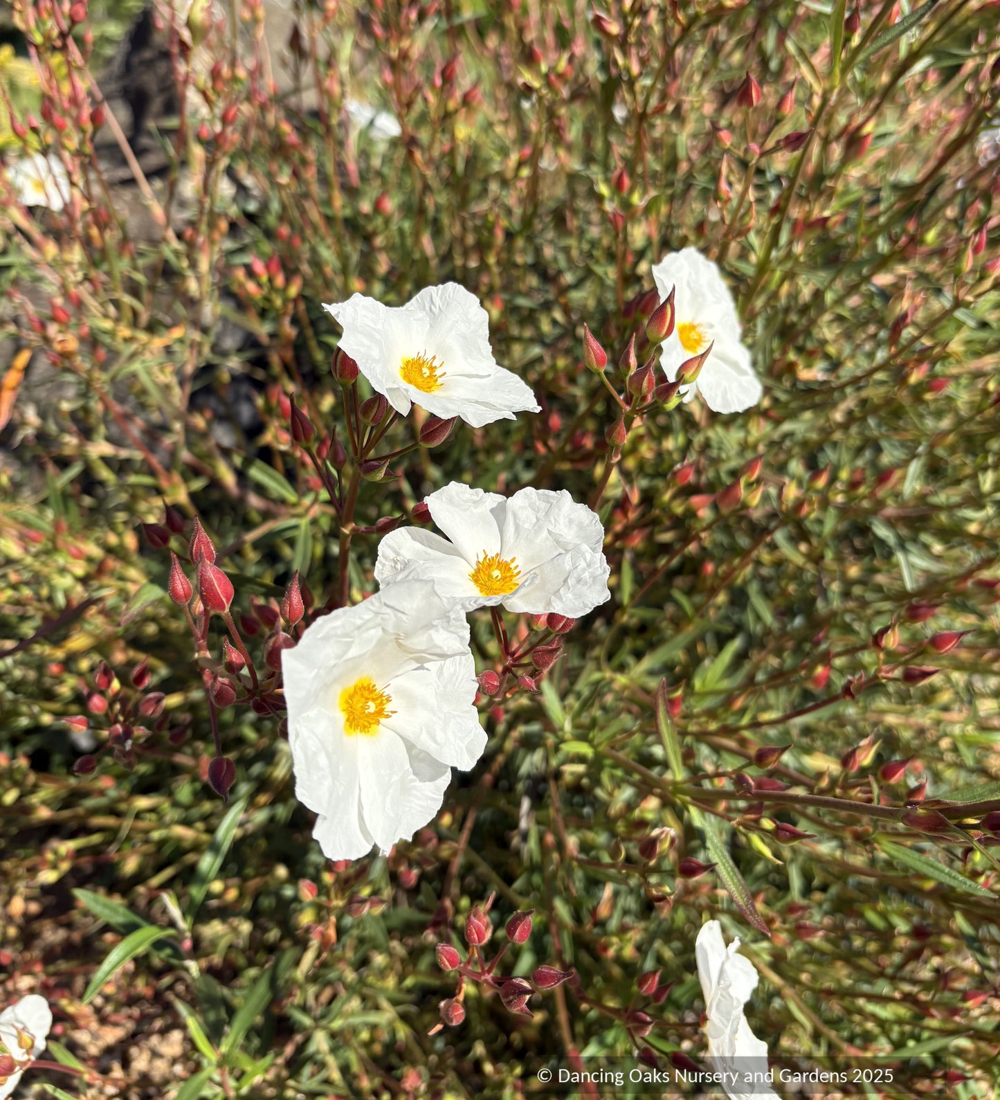 Shrubs ~  Cistus libanotis ssp. major,  Rock Rose ~ Dancing Oaks Nursery and Gardens ~ Retail Nursery ~ Mail Order Nursery