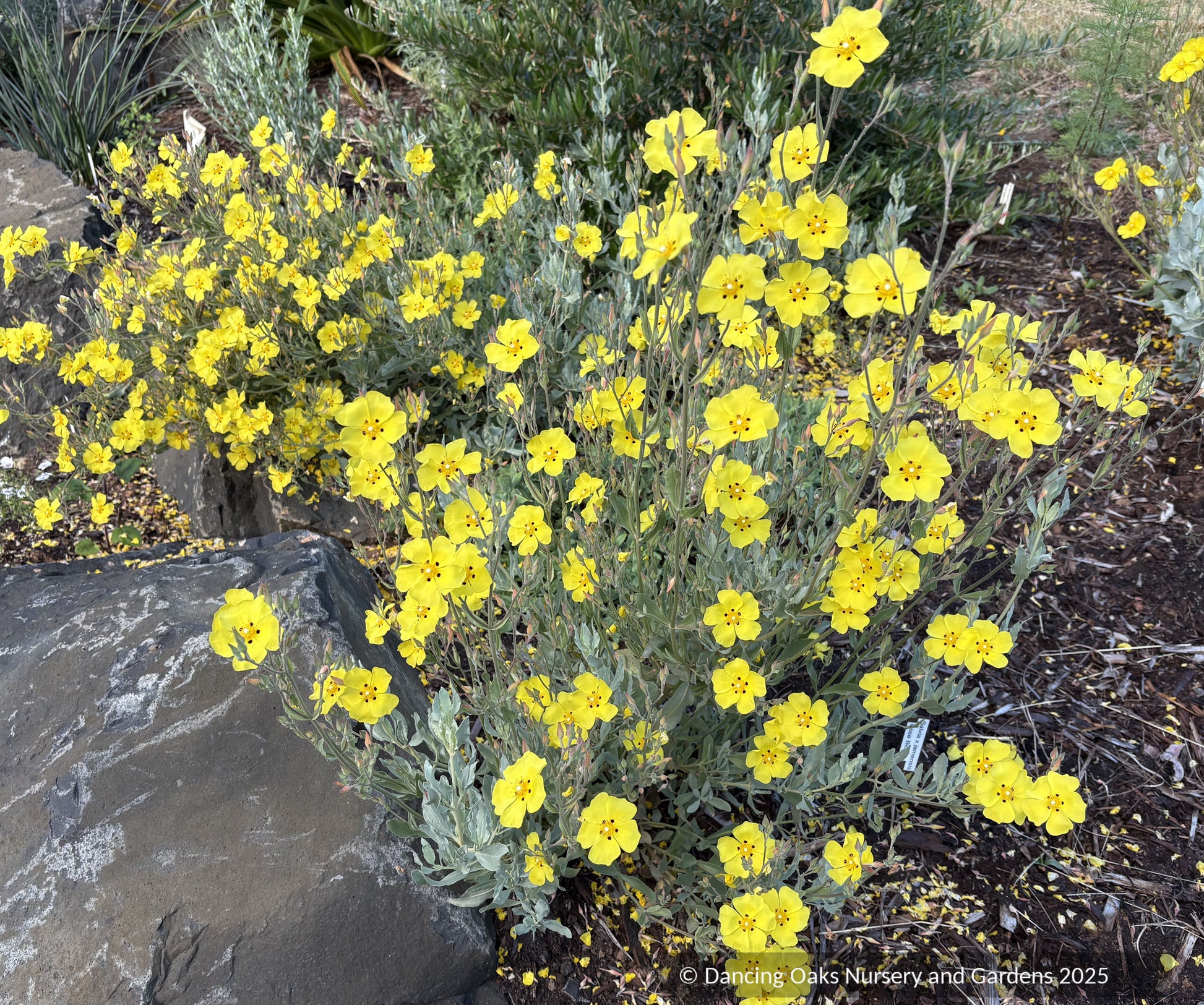 Shrubs ~ Cistus x tardiflorens, Rockrose ~ Dancing Oaks Nursery and Gardens ~ Retail Nursery ~ Mail Order Nursery
