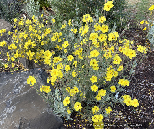 Shrubs ~ Cistus x tardiflorens, Rockrose ~ Dancing Oaks Nursery and Gardens ~ Retail Nursery ~ Mail Order Nursery