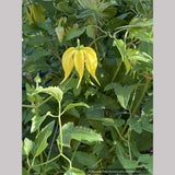 Clematis Little Lemons PP32355, Clematis 'Zo14100' PPAF